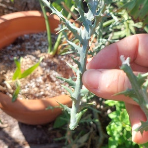 Euphorbia Stenoclada  cactus African Milk Tree plant