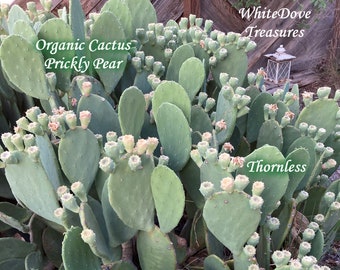 May include: A close-up of a prickly pear cactus with green, flat pads and small, white flowers. The text "Organic Cactus Prickly Pear" and "Thornless" is visible. The image is of a plant with a wooden fence in the background.