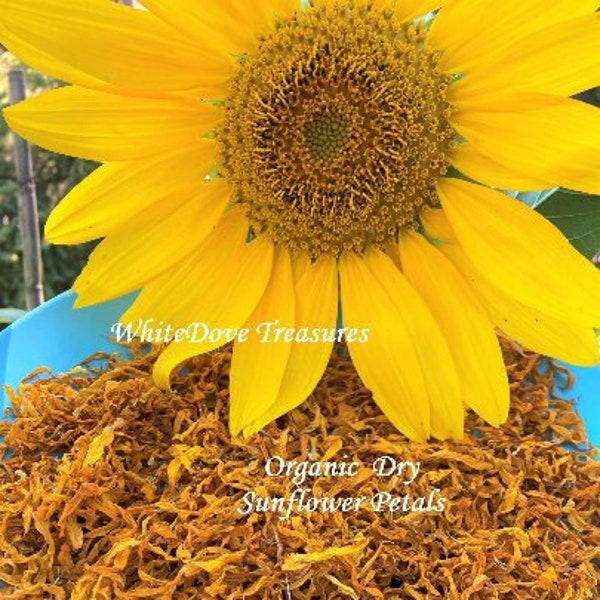 NEW ORGANIC Sunflower Petals, Home Grown Yellow Flower Solar Plexus Chakra Creations Candle Bath Soak Body Lotion Altar Herb Faery Magick