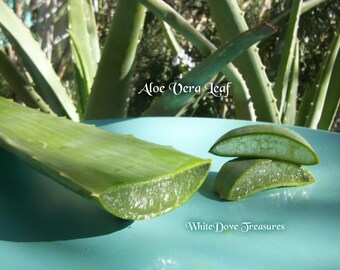 Aloe Vera Plant Etsy