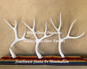 Large Painted Deer Antler 3 Set, White Minimalism Southwest Natural Mule Deer Shed Wild Life Rustic Decor Wall Art Table Display Hat Rack