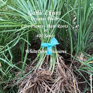 Organic Garlic Chives Bare Root Live Plant XL, Chive Seeds 500+ Kitchen Herb Garden Gift Chinese Leek Perennial Herb Chinese Medicine