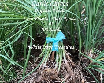 Spring Ready! Organic Garlic Chive Bare Root Live Plant 400++ Chive Seed Gardener Gift Chinese Leek Perennial Herb Garden Chinese Medicine