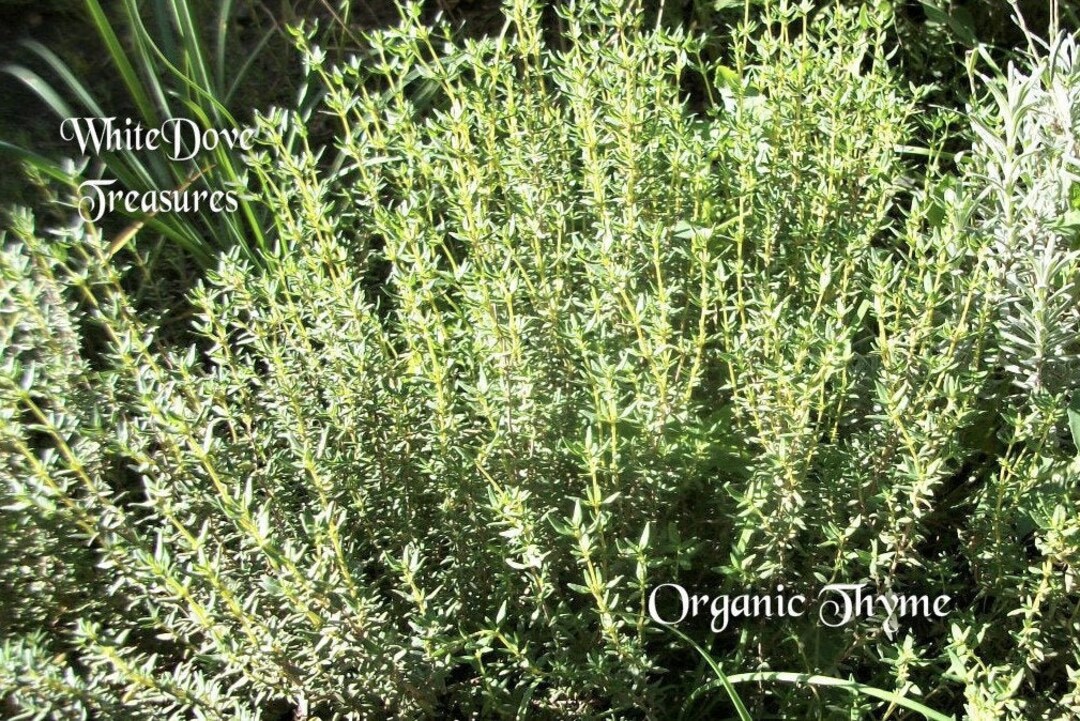 Organic Thyme, Thyme Sprigs, Garden Fresh Thyme, Thyme Herb, Sprigs