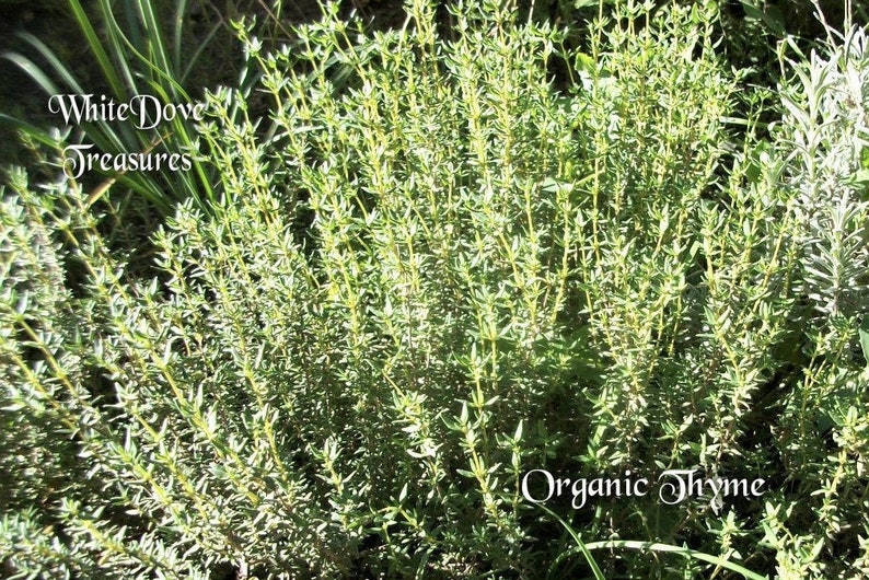 sprig of thyme substitute sprig of thyme substitute