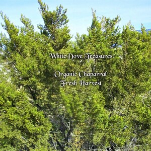 May include: A close-up of a bush with green leaves. The bush is labeled "White Dove Treasures Organic Chaparral Fresh Harvest".