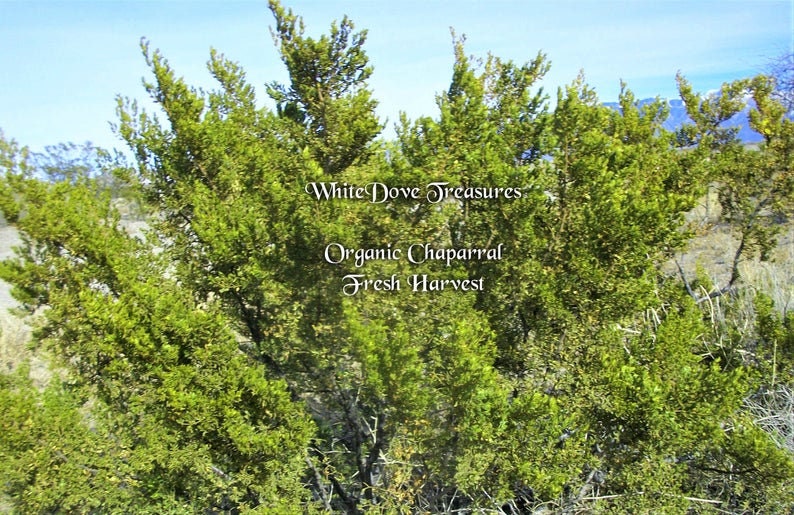 May include: A close-up of a bush with green leaves. The bush is labeled "White Dove Treasures Organic Chaparral Fresh Harvest".