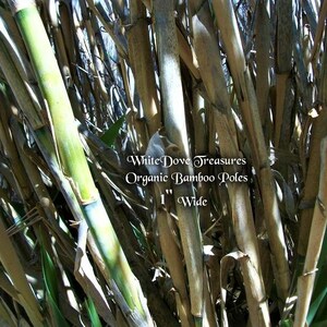 Op de afbeelding: Close-up van een bundel natuurlijke bamboestokken, sommige met een groene tint, met de tekst "White Dove Treasures Organic Bamboo Poles 1" Wide" zichtbaar.