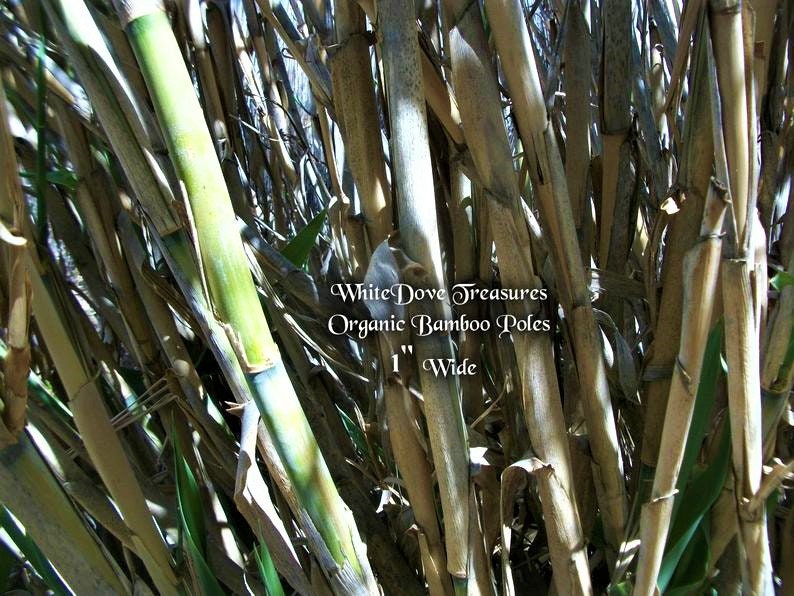 Op de afbeelding: Close-up van een bundel natuurlijke bamboestokken, sommige met een groene tint, met de tekst "White Dove Treasures Organic Bamboo Poles 1" Wide" zichtbaar.