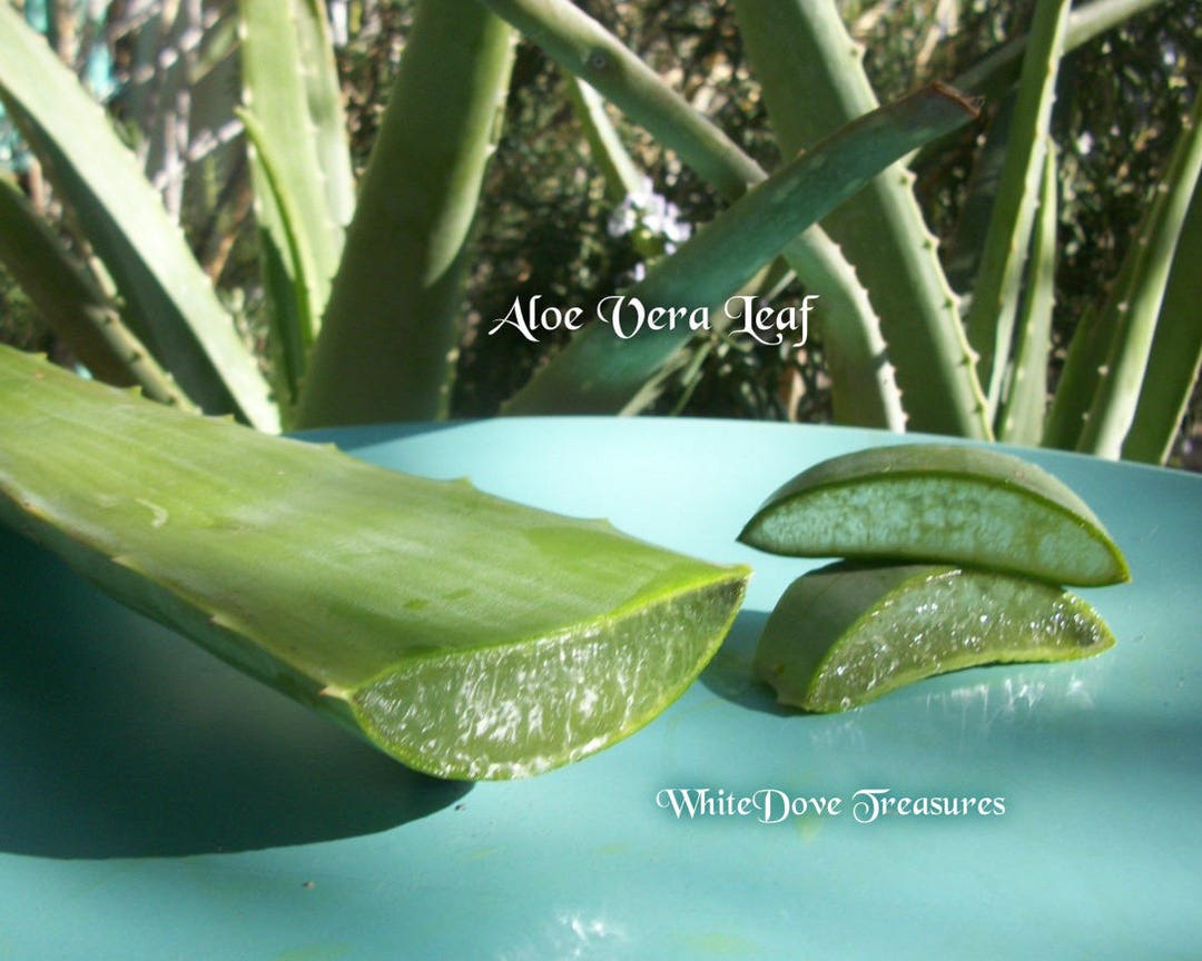 Aloe Vera Plant Near Me - Plant Ideas