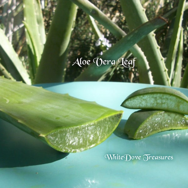 Organic Aloe Vera Leaf, 8"-19" Aloe Whole Leaf 1oz-12oz, Fresh Picked, Organic Aloe Vera Gel, Skin Care, Aloe Vera Plant