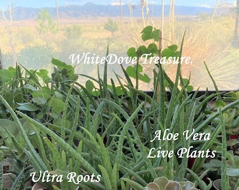 Organic Live Aloe Vera Plant 14", 5" Aloe Pup, Ultra Bare Roots Aloe Exact Plant Photo Kitchen Herb, Gardener Gift Aloe Gel Relief Skin Care