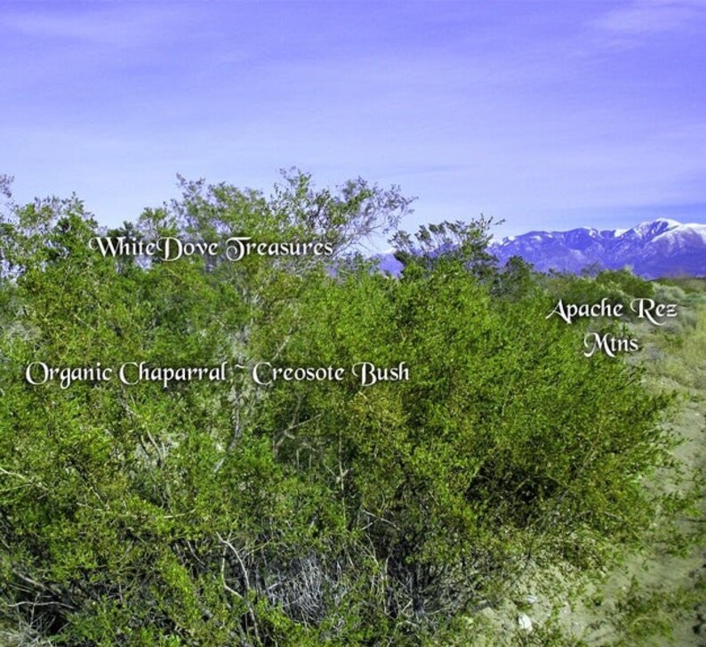May include: A view of a green, organic chaparral landscape with a creosote bush in the foreground. The text "White Dove Treasures" is visible in the upper left corner of the image. The text "Apache Rez Mtns" is visible in the upper right corner of the image. The background features a mountain range with snow-capped peaks.