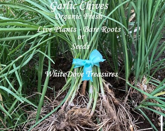 Organic Garlic Chives Bare Root Live Plants, Chive Seeds 4gram 500+ Kitchen Herb Garden Gift Chinese Leek Perennial Herb Chinese Medicine