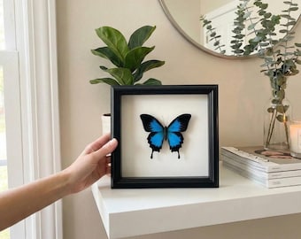 Taxidermia de Papilio Ulises Real / El Emperador Azul / Caja de Sombras de 20x20 cm / Cola de Golondrina Azul Eléctrico / Decoración de Dopamina / Arte Estructural en Color
