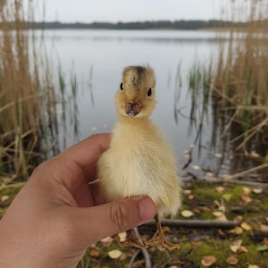 Real Yellow Taxidermy Duckling – Ethically Sourced Baby Duck Specimen, Oddity & Curiosity