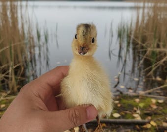 Real Yellow Taxidermy Duckling – Ethically Sourced Baby Duck Specimen, Oddity & Curiosity