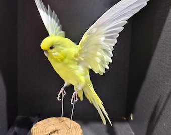 8 periquitos y la paloma blanca de dos cabezas