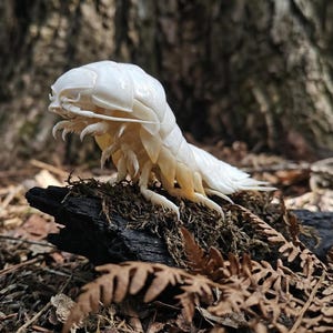 May include: A detailed, off-white sculpture of a centipede-like creature with multiple legs and segmented body. The sculpture is perched on a piece of dark wood covered in moss, with a blurred forest background.