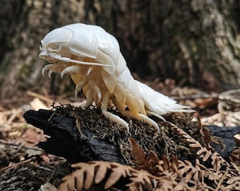 Ejemplar auténtico de Bathynomus Doederleinii / Montaje de isópodo gigante / Rareza marina de aguas profundas