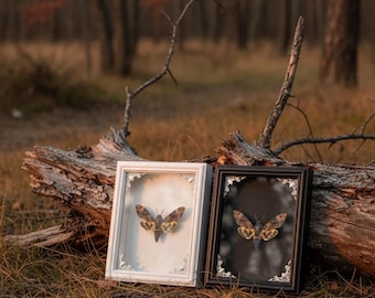 Ejemplar de polilla halcón calavera enmarcado - Decoración gótica para el hogar (18 cm)