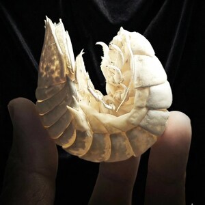 Puede incluir: Primer plano de un exoesqueleto segmentado de color crema, posiblemente de un crust&aacute;ceo o insecto, sobre un fondo negro. El exoesqueleto tiene una estructura detallada y en capas con crestas visibles y una forma curva, con algunas puntas afiladas.