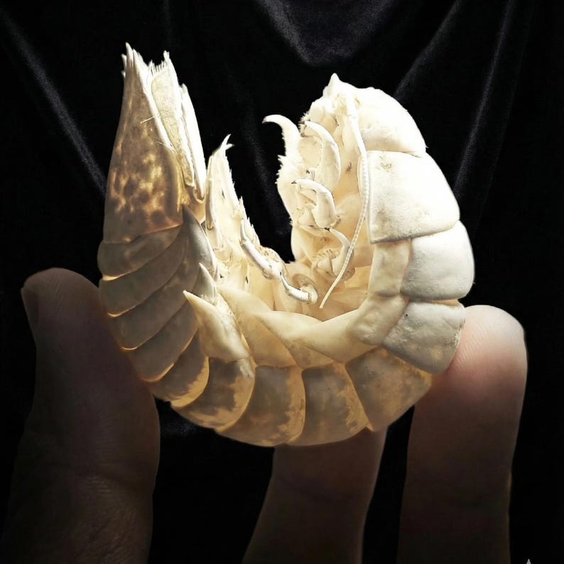 Puede incluir: Primer plano de un exoesqueleto segmentado de color crema, posiblemente de un crust&aacute;ceo o insecto, sobre un fondo negro. El exoesqueleto tiene una estructura detallada y en capas con crestas visibles y una forma curva, con algunas puntas afiladas.