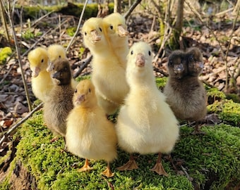 Colección de patitos y gansos disecados con opciones bicéfalas de dos cabezas. Bonita decoración gótica para el gabinete de curiosidades.