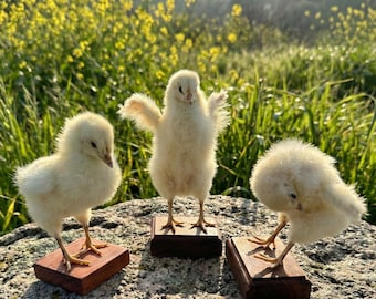 Taxidermia de pollito amarillo real en tres poses, regalo de Pascua, ejemplar de pollito, decoración de Pascua estilo cottagecore