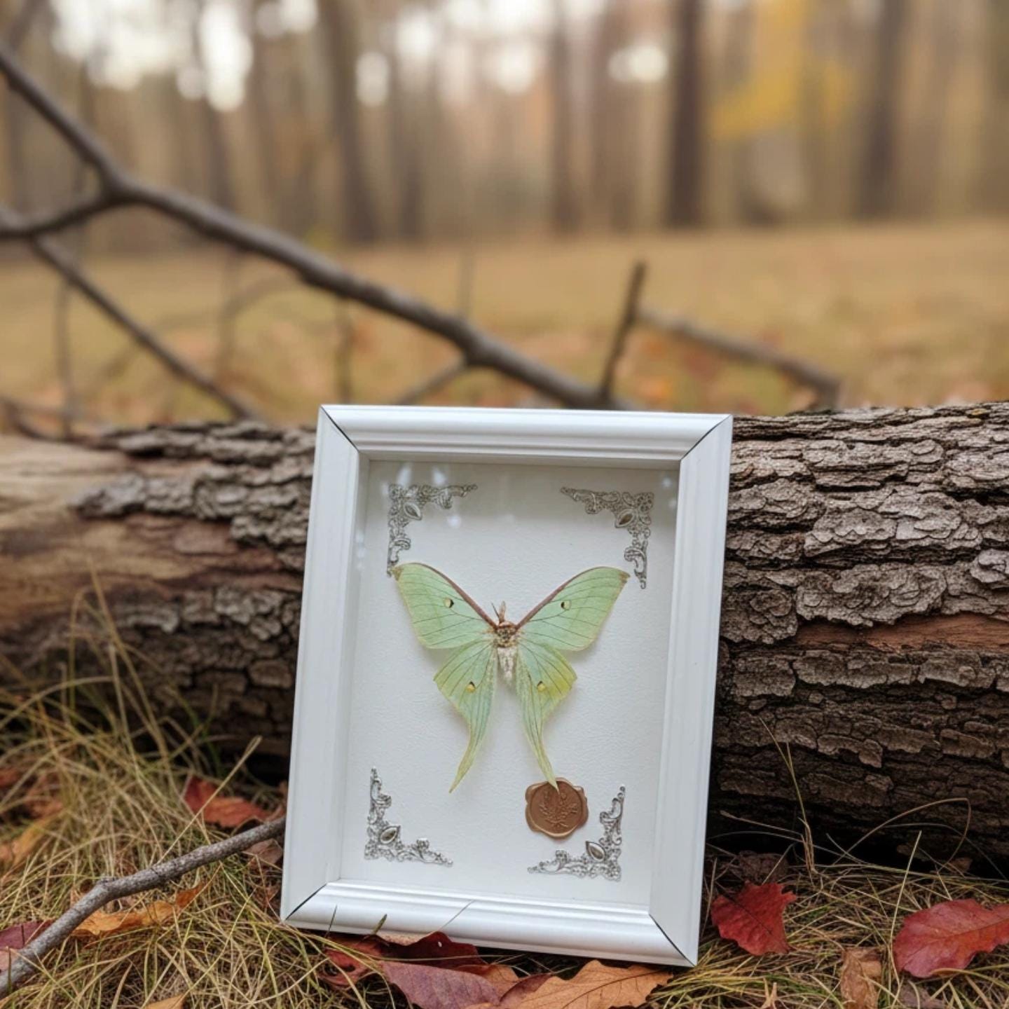 Framed Real Luna Moth Specimen – Gothic Taxidermy Wall Art - Etsy