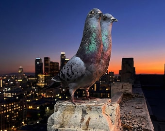 Taxidermia de paloma gris de dos cabezas real, arte pícaro de paloma bravía bicéfala para decoración gótica urbana.