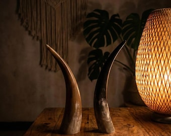 Cuerno de buey pulido auténtico / Ejemplar de hueso natural ético / Decoración de altar vikingo / Material de manualidades DIY / Decoración rústica para el hogar / Gabinete de curiosidades