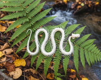Esqueleto real de serpiente: espécimen natural de origen ético para arte y colección.