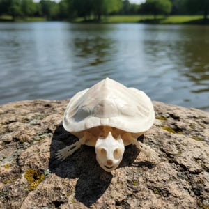 May include: A detailed, off-white turtle skeleton with visible bone structure. The turtle is positioned on a textured rock, with a serene lake and trees in the background. The skeleton's head and limbs are clearly defined.