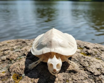 Esqueleto de tortuga real / Exhibición de historia natural de origen ético