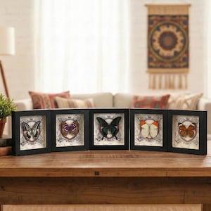 May include: Five framed butterfly displays with black frames. Each frame features a different butterfly specimen against a decorative background. The butterflies vary in color, including black, orange, and purple.