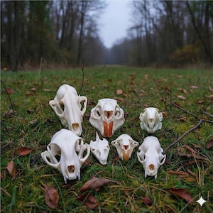 Real Animal Skulls Collection | Bobcat, Fox, Turtle, Mink, Nutria,Muskrat,Rabbit | Bone Decor | Taxidermy Oddities | Vulture Culture