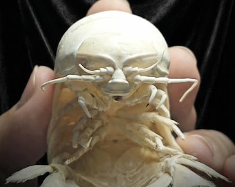 Taxidermia de isópodo gigante real / Bathynomus doederleinii / Isópodo de aguas profundas / Ejemplar alienígena real / Decoración de escritorio cyberpunk / Insecto seco preservado