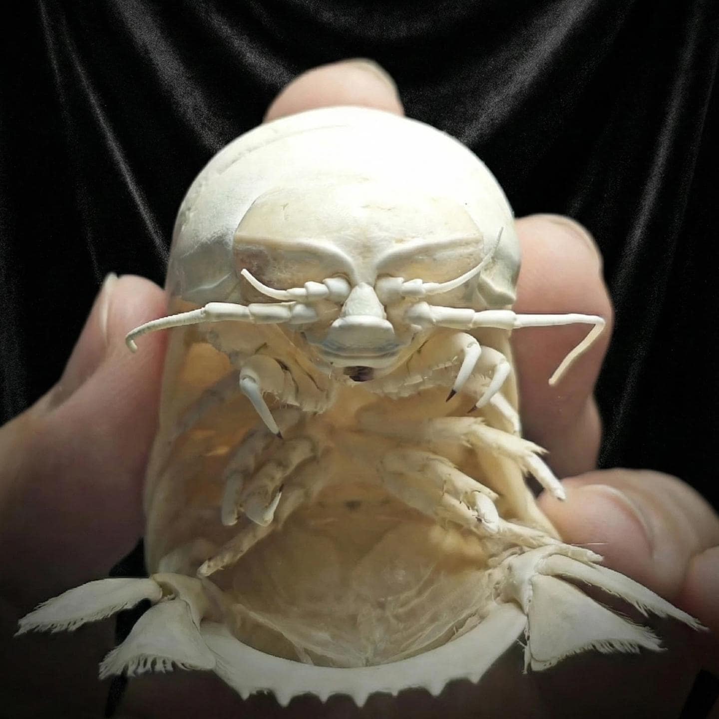 Real Giant Isopod Taxidermy | Bathynomus Doederleinii | Deep Sea Isopod | Real Alien Specimen | Cyberpunk Desk Decor | Dry Preserved Insect