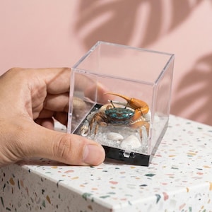 Może przedstawiać: Mały, kolorowy krab z pomarańczowymi szczypcami i turkusowym pancerzem jest prezentowany w przezroczystym akrylowym pudełku. Pudełko zawiera piasek, małe muszle i białe kamyki. Krab jest centralnym punktem, prezentowanym jako przedmiot dekoracyjny.