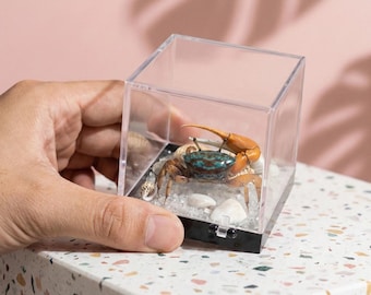Taxidermia de cangrejo violinista real / Mini diorama oceánico / Ejemplar marino ético / Cubo acrílico de 5 cm / Decoración náutica de escritorio / Regalo de curiosidades marinas