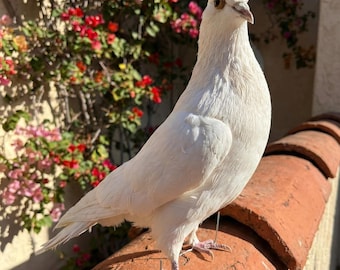 Paloma blanca taxidermia real, pose de cabeza girada, ejemplar de paloma blanca para decoración de bodas y academia de iluminación.