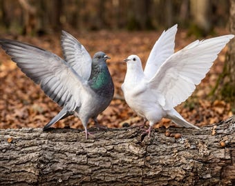 Palomas y tórtolas blancas disecadas / Ejemplares de aves con alas de envergadura completa / Decoración con objetos curiosos