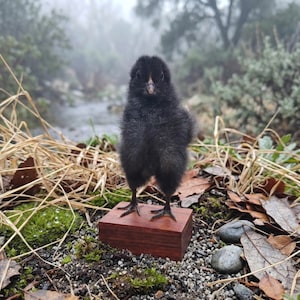 May include: A small, fluffy black chick stands on a reddish-brown wooden block. The chick has a small beak and dark eyes. The background includes a stream, foliage, and a misty atmosphere, creating a natural setting.
