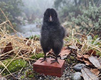 Taxidermia de pollito negro real sobre base de madera, rarezas de decoración gótica para escritorios, Academia oscura Whimsigoth