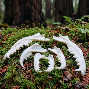 May include: A collection of five off-white animal jawbones with visible teeth, arranged in a cluster. The bones feature curved structures and pointed dental formations, displaying a smooth, calcified texture across each individual piece.