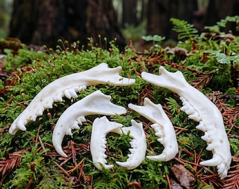 Real Animal Jawbone | Ethically Sourced Fox, Bobcat or Mink Mandible | Vulture Culture Oddities & Bone Craft Supply