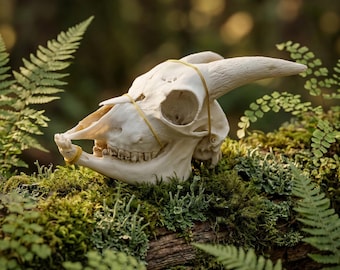 Cráneo de cabra real con mandíbula inferior / Ejemplar limpio de Capra Hircus / Exhibición de osteología taxidermia