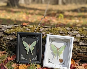 Ejemplar de polilla luna real enmarcado: arte mural de taxidermia gótica