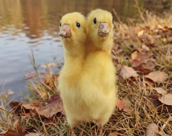 Taxidermia de ganso amarillo de dos cabezas / Ejemplar errante / Arte de patito bicéfalo / Objeto de colección de rarezas éticas / Vitrina de curiosidades